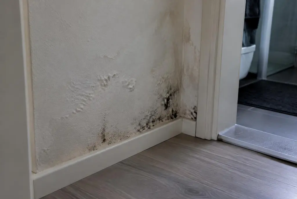 Lekdetectie Maassluis – vochtplek met schimmel op een muur